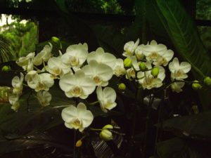 Abbildung 1: Die geheimnisvolle Malayenblume dient hier als Versteck.