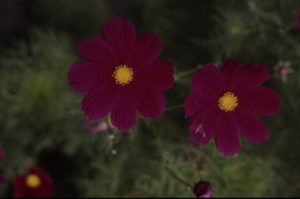 Abbildung 1: Scans von Kodachrome-Dias weisen aufgrund des Aufbaus des Ausgangsmaterials falsche Farben auf.