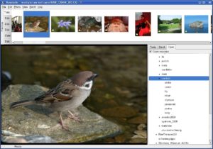 Abbildung 1: Der Funktionsumfang von Rawstudio hält sich zwar in engen Grenzen, dafür widmeten sich die Entwickler aber erfolgreich dem Umsetzen eines möglichst effizienten Workflows.
