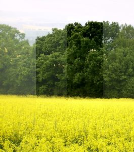 Abbildung 11: Das Beispiel zeigt links und rechts das Originalbild. In der Mitte kam