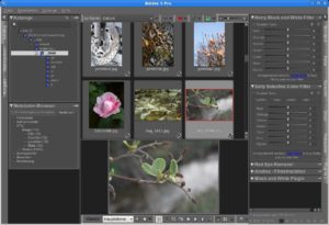 Abbildung 1: Foto-Workflow unter Linux: Bibble 5 zeigt die Bedienungselemente für Bildverwaltung und Bildkorrektur zusammen mit Miniaturen und Vorschau an.