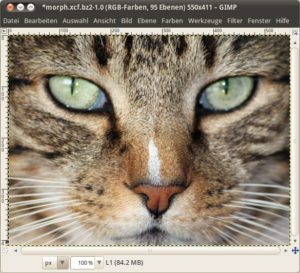 Morphing Ausgangsbild Katze