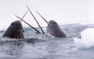 Das Horn, das auf dem Kopf des Fabelwesens Einhorn oft als gedreht abgebildet wird, referenziert das Horn des Narwals.