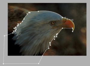 Abbildung 3: Den Adler per Pfad umrahmen