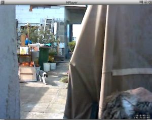 Abbildung 4: Katzen und andere tierische Geschöpfe, die sich vor der Kamera tummeln, führen mitunter zu Fehlalarmen.