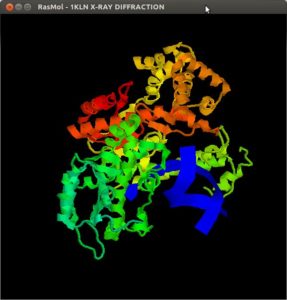 Abbildung 3: Das "Klenow-Enzym", ein Protein-Fragment der DNA-Polymerase I des E.-Coli-Bakteriums, in der Cartoon-Darstellung von RasMol mit Fragmentfarbgebung. Neuere Visualisierungsprogramme lösen das das blaue Band in Molekülketten auf.