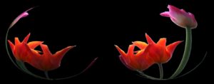 Abbildung 9: Freigestellte Tulpen abgebildet auf die Oberfläche einer Kugel.