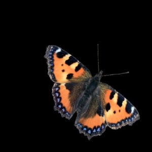 Abbildung 3: Der Schmetterling vor schwarzem Hintergrund eignet sich als Grundlage, um dem Sternbild des Orion ein neues Bild zu verleihen.