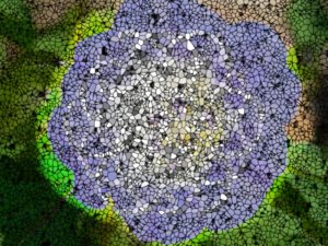 Abbildung 20: Dieser ebenfalls auf die blaue Blume angewandte Rendereffekt heißt "Crystallize".