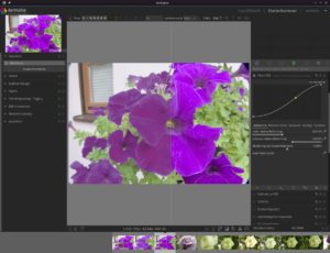 Abbildung 5: Das leuchtende Lila der Bl&uuml;te kann der Offsetdruck nicht ann&auml;hernd so intensiv darstellen wie der Bildschirm. Wer die RGB-Datei einer Druckerei schickt, ohne einen Softproof f&uuml;r das Farbprofil <span class="ui-element">ISO Coated v2:*300%</span> gesehen zu haben, wird vom Ergebnis entt&auml;uscht sein.